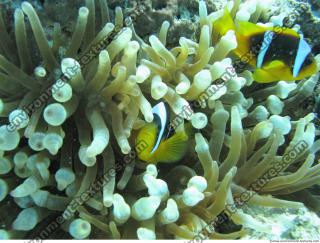 Clown anemonefish Amphiprion ocellaris 4